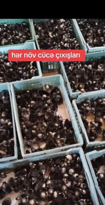 ağ qara pişik: Toyuq cücələri, Damazlıq — 2