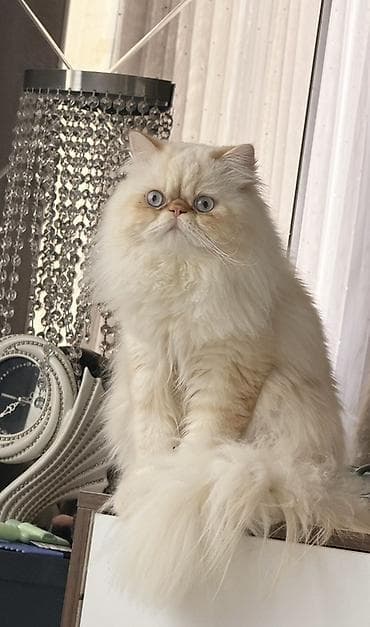 erkey dana: Fars, Erkək, Cütləşmə üçün — 3