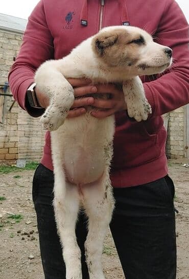 приют для животных в баку адрес: Самка, С прививками — 8