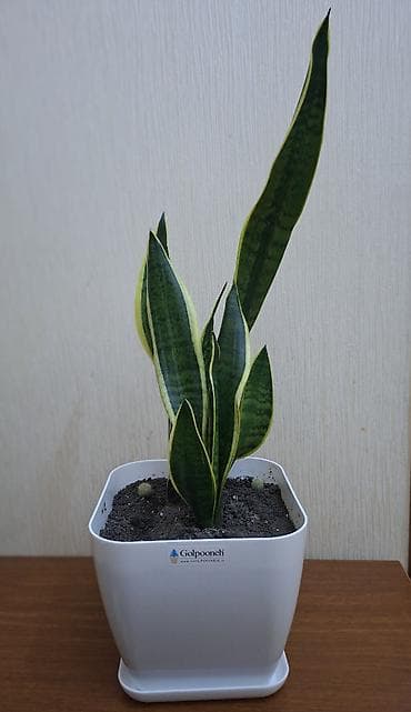 Çöl bitkiləri: Sansevieriya "Laurentii" (Qayınana dili) dibçəkdə ​Sansevieria otaq — 4