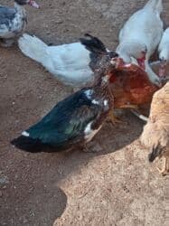 Inəklər, öküzlər: Erkək, | Lal ördək, Ətlik — 5