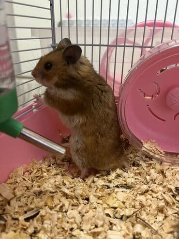 Hamster Məhsul təsviri: - Növ: Hamster (kiçik ev heyvanı) - Rəng