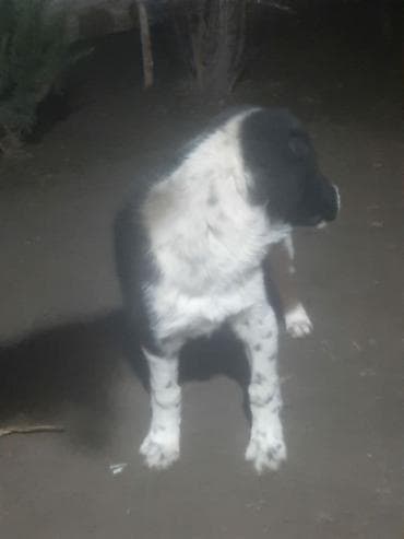 balaca itlər: Salam it satılır erkeydi 4aylıqdı riyalı alıcı yazsın boş boş adamlar — 3