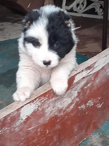 barama qiyməti: Qafqaz çoban iti, Dişi — 4