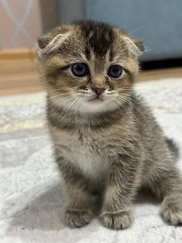 Gəmiricilər: Şotland yastı qulaq — 4