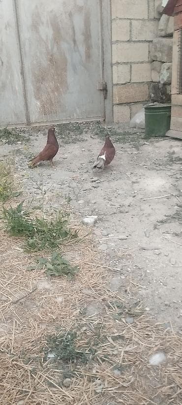 dekorativ quş: Cüt gogerciner satılır reyal alci yasin — 1