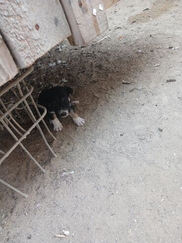 cau cau iti satilir: Məhsul: Balaca it balaları Təsvir: - Şirin balalar – bir neçəsi — 4