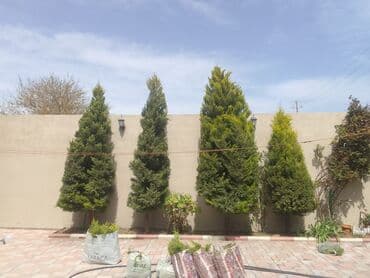 ищу работу садовник на дачу: Salam bağ evlərində, Abyektlərdə parklarda bağban xidməti görülür — 25