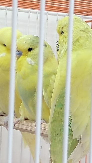 2 erkək çex balaları