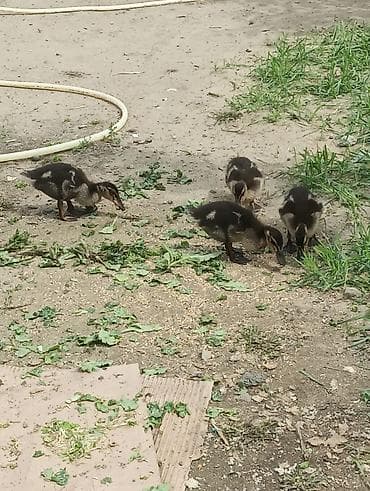 25 günlük Təmiz yaşılbaş çöl ördəyi balasi satilir. real alıcılar lalafo.az -da 25 günlük Təmiz yaşılbaş çöl ördəyi balasi satilir. real alıcılar