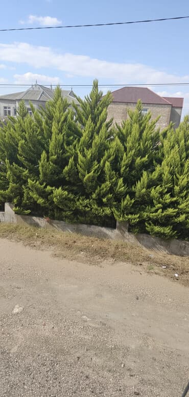 Limoni Șam ağaclari 4,5 m hundurlukde 19 eded. 200 man.hamisini birge