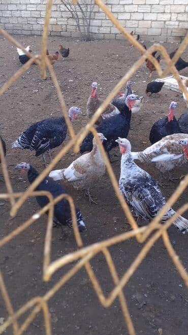 yumurtlayan toyuqlar satilir: Erkək, Damazlıq — 2
