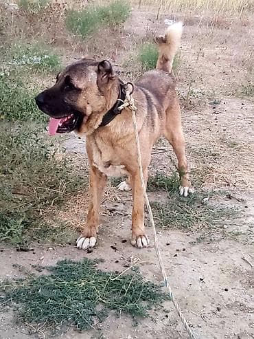 kangal iti satilir: Kanqal, Erkək — 6