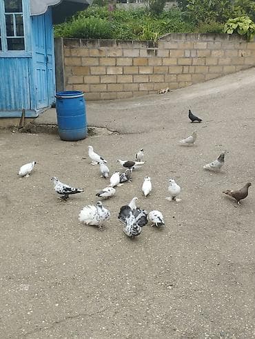 kakadu quşu: Salamaleykum Allah hamının malına bərəkət versin gördüyünüz — 1