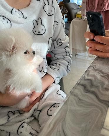 Şpitz, 2 ay, Dişi, Pulsuz çatdırılma — 2