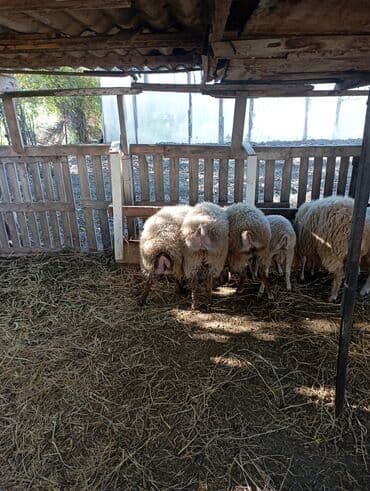 cins inekler: Qoyun sürüsü – ana və balalar - Şəkillərdə müxtəlif rəngli (ağ — 5