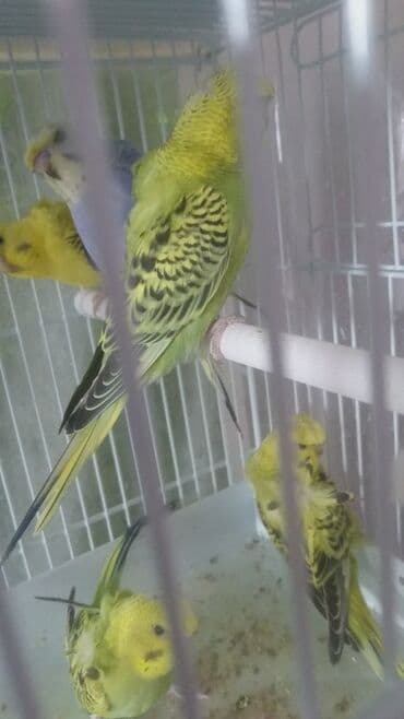 попугай ара цена: Попугаи — 6