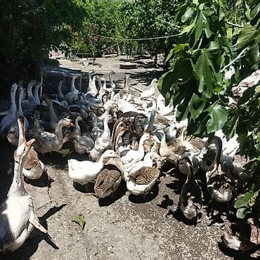 dəniz donuzu satışı: Kürdemir Rayonunda qaz sürüsü satilir. Linda-Kuban-Xalmaqor sortu — 4