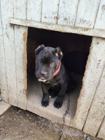 pop it: Кане-корсо, 3 месяца, С родословной, Платная доставка, Самовывоз, Доставка в районы — 8