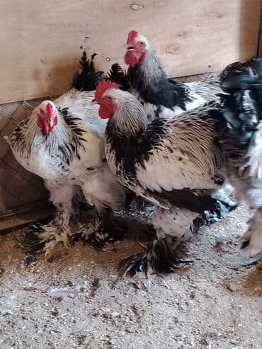 erkey quzular: Məhsul: Brahma cins xoruzlar. Təsvir: - İri gövdəli, sıx lələklənmiş — 6