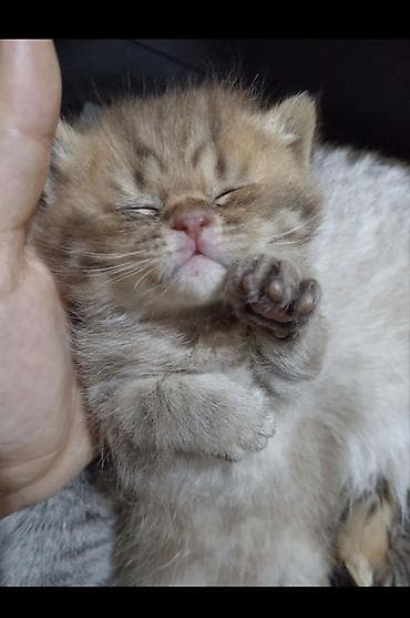 şotlan: Şotland, Erkək, Yaxşı əllərə, Ünvandan götürmə — 8