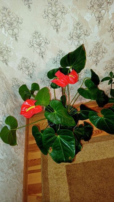 Şəkillərdə görünən parlaq qırmızı çiçəkləri və tünd yaşıl yarpaqları