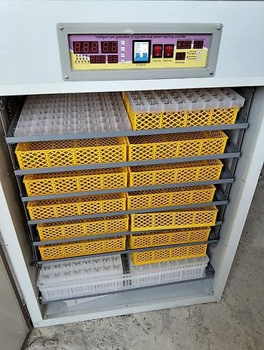 Аренда оборудования: 1500 яиц, Полностью автоматическая — 8