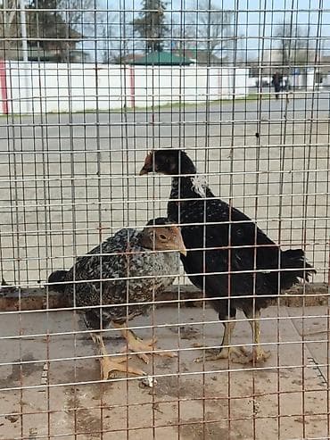 yemler: İki ədəd gənc toyuq - Cins: ehtimalən yerli ət‑yumurta istiqaməti - — 1