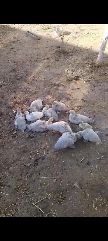 Salam 35 gunluk lavanda balalari satilir qiymet 20 man sonu 10 ededdir