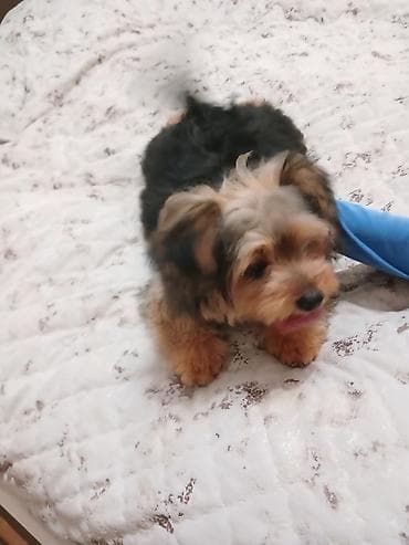 york tegovi: Yorkşir teryer, 5 ay, Erkek, Peyvəndli — 4