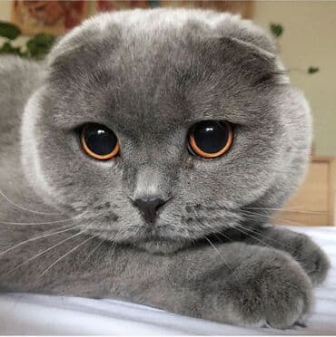 шотландские вислоухие коты: Şotland yastı qulaq, Dişi — 2