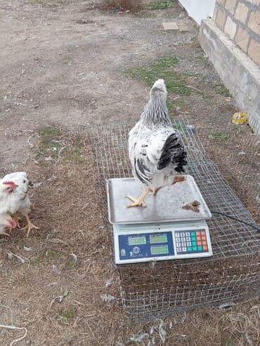 Kənd təsərrüfatı quşları: Cins toyuqlar – ətlik-yumurta istiqaməti - Rəng: ağ lələklər üzərində — 1