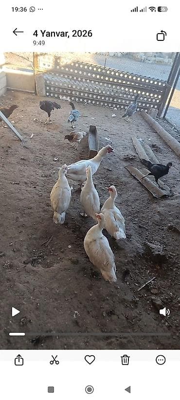 qara australorp: Boz-gümüşü, tünd qara - Qrup şəklində saxlanılır, səhnələrdə həm açıq — 5