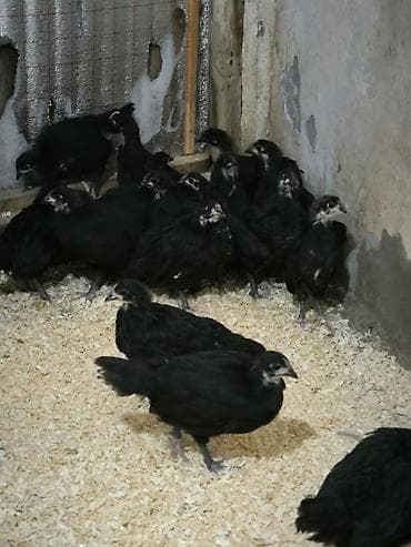 Toyuq cücələri, Damazlıq