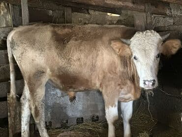 heyvan bazari inekler: Əlaqə Vp — 2