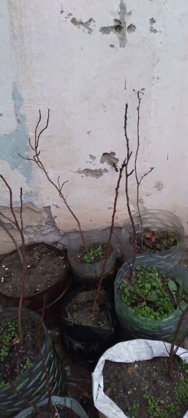 Çöl bitkiləri: Məhsul: Meyvə/ağac fidanları (torflu paketlərdə)Püsdə fidanlari — 5