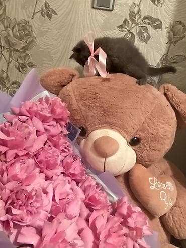 ev heyvanlari satisi: Britan — 5