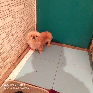 it almaq isteyirem: 11 ay, Erkek, Ödənişli çatdırılma — 4