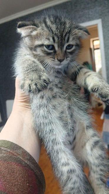 Balaca pişik balaları. Ana şotland ata isveç parodası ay — 1