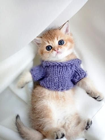 pisik paltari: 150 ile 800 arasi cins saf qan saqlam pisiklerimiz var sekilde olmayan — 8