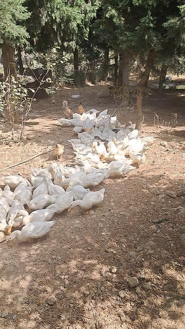 ev pişik adları: Pekin ördəkləri 4 ay yarimliq 120 eded topdan ve ya perakende satiş — 1