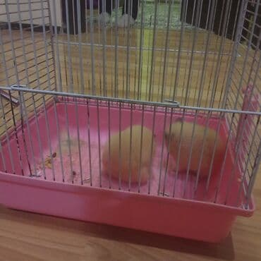 tutu kuşu: Satılır: hamster qəfəsi və 2 hamster - Qəfəs: metal barmaqlıq — 2