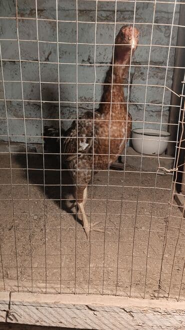 переноска для животных: Курица, Для разведения, Самовывоз — 5