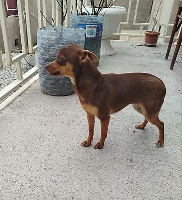 it bazari 2020: 1 il, Dişi, Peyvəndli — 3