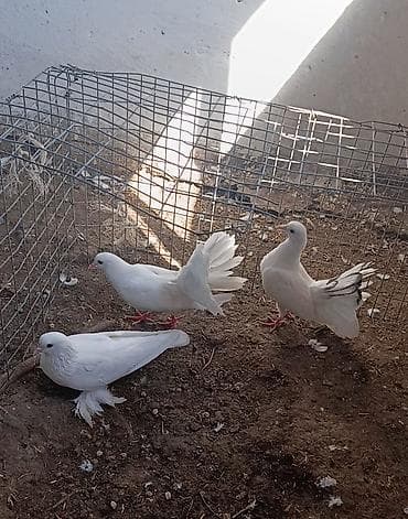 Ağ rəngli dekorativ göyərçinlər dəsti ay lelek erkey tek di qızğın
