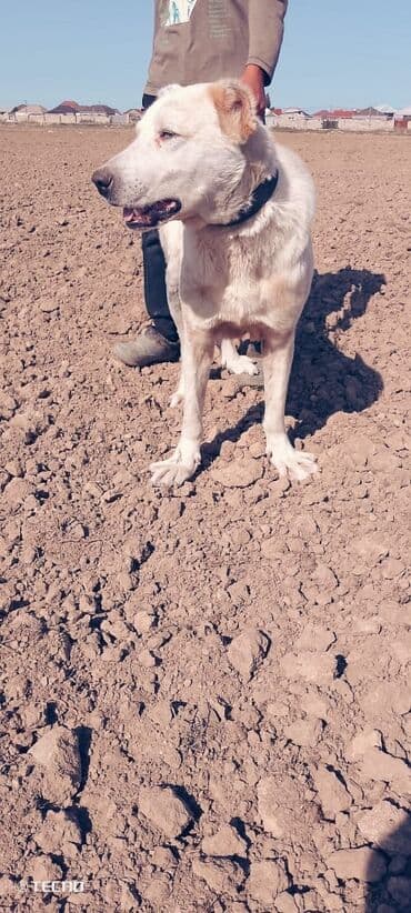 купить собаку в бишкеке: Алабай, 2 года, Самец, С прививками, Платная доставка — 3