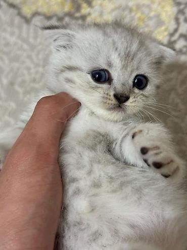 pişiy adları: Şotland yastı qulaq — 4