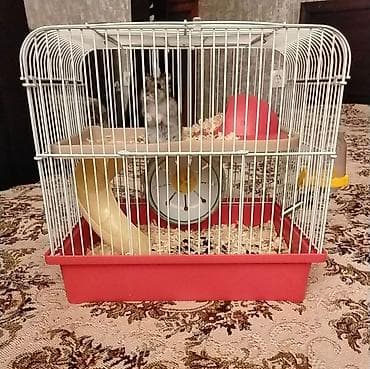 ana bala qoyun: Ağ hamster cunqarik sortu, hədiyyəlik əla seçimdir, ağıllı, təmiz ev — 4