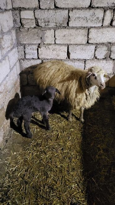 iri buynuzlu mal: Satılır: qoyun sürüsü Qiymət razılaşma yolu ilə. Hələ indi 1ci — 3