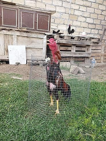 sultan xoruz: Saf qanlı döyüşcü tipli xoruz esil damazdixdi balalarıni almişam — 2